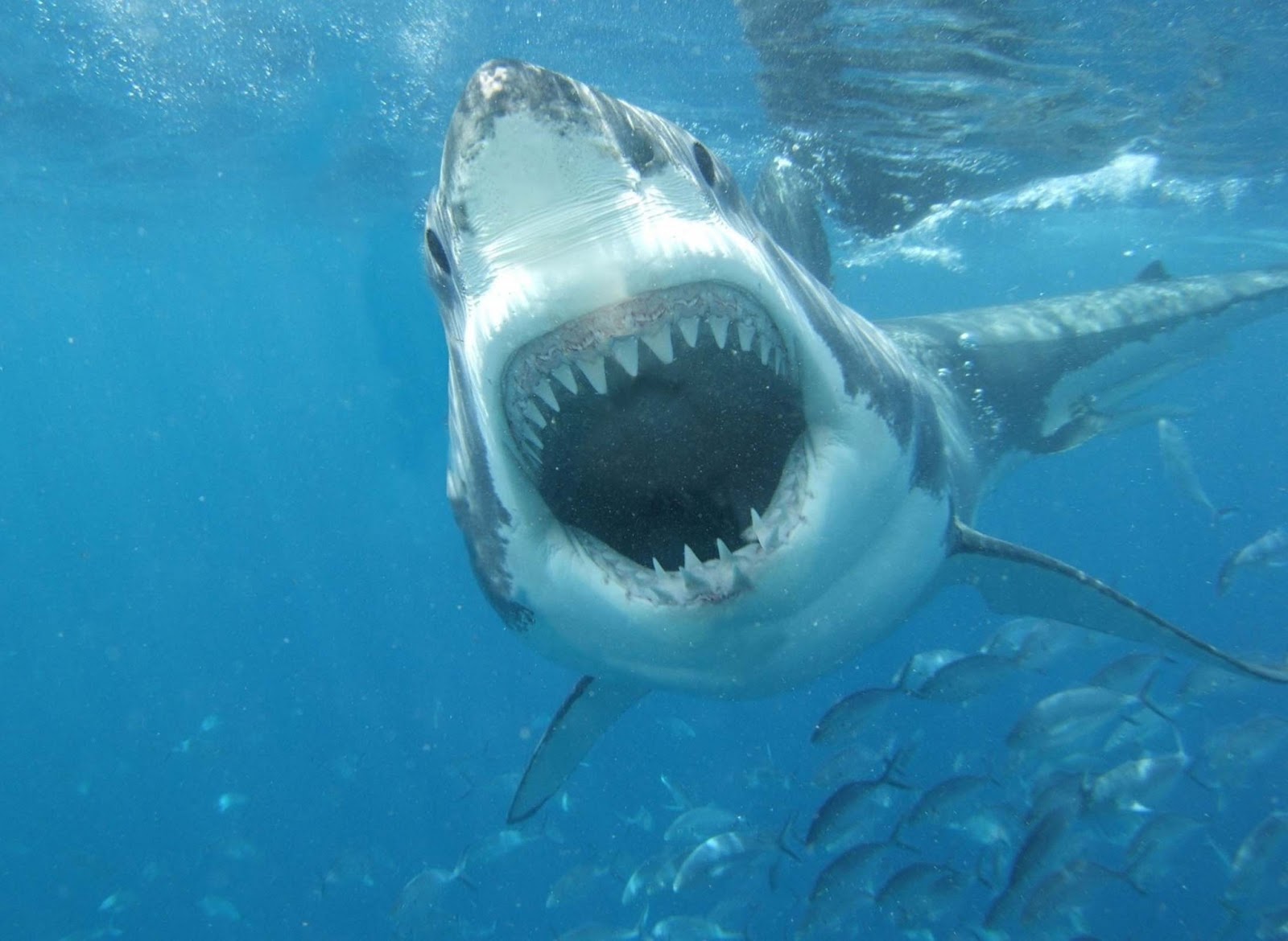 Shark With Mouth Open 108