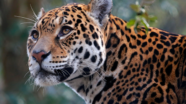 Población de Jaguar en México aumenta 20%