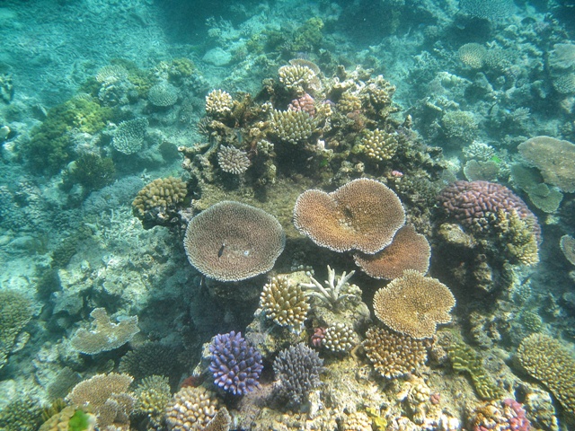 Gran barrera de arrecife australiana