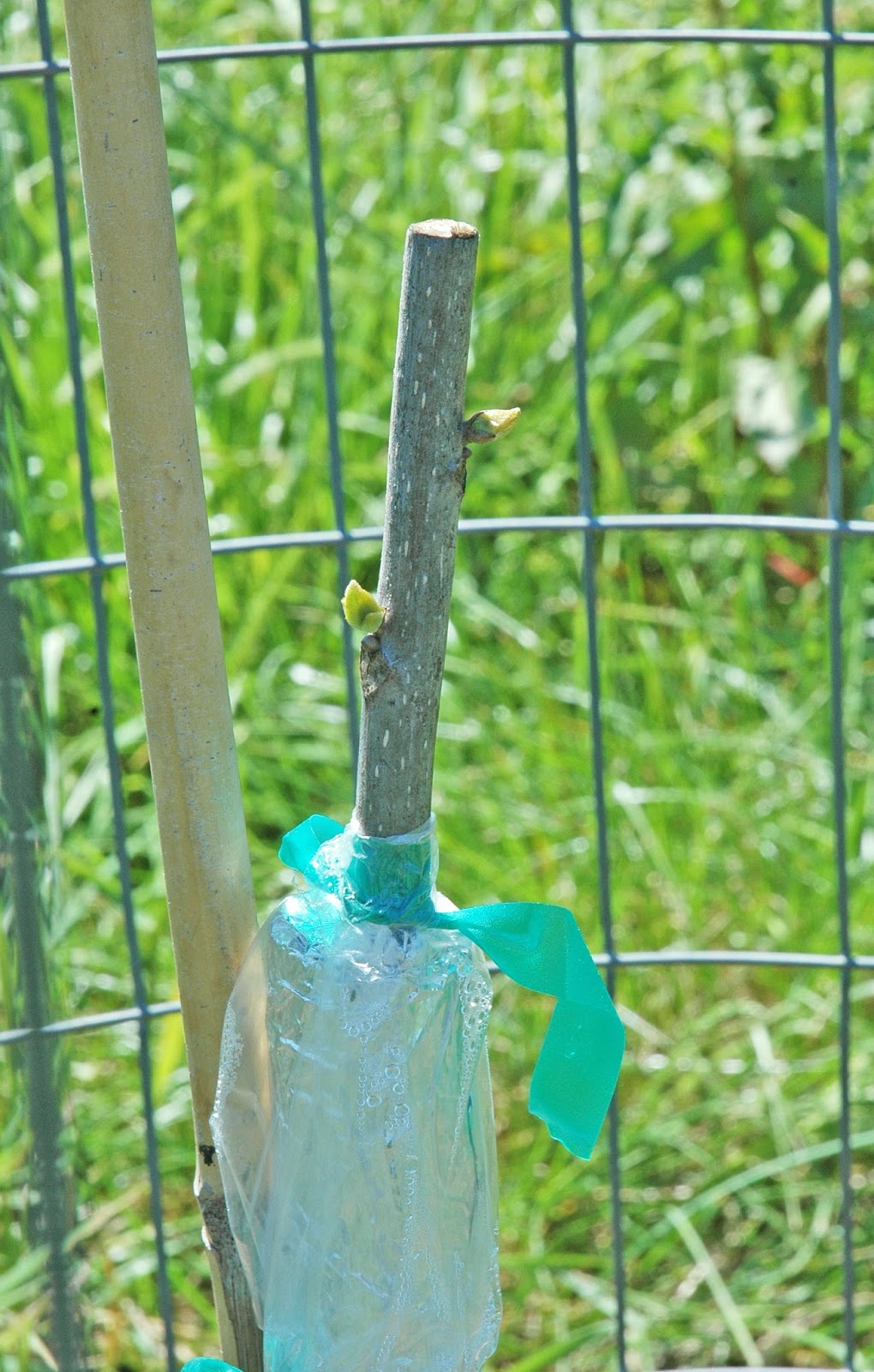 Northern Pecans Finishing up the grafting season