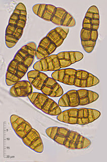Camarosporidiella laburni