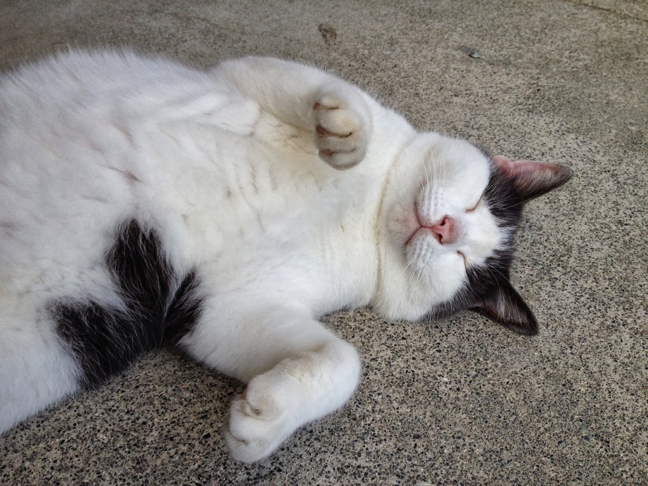 ハナカタマサキのアルバム制作日記 世界で一番可愛い猫