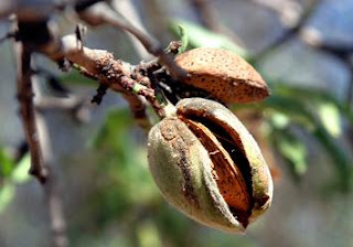 Almendra , clofo, amela, armela , almendro,amelé,armelé