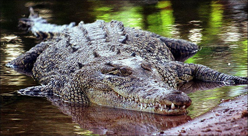 4 Jenis Buaya Yang Ada di Indonesia Yang Wajib Kamu Tahu - Dunia Hewan