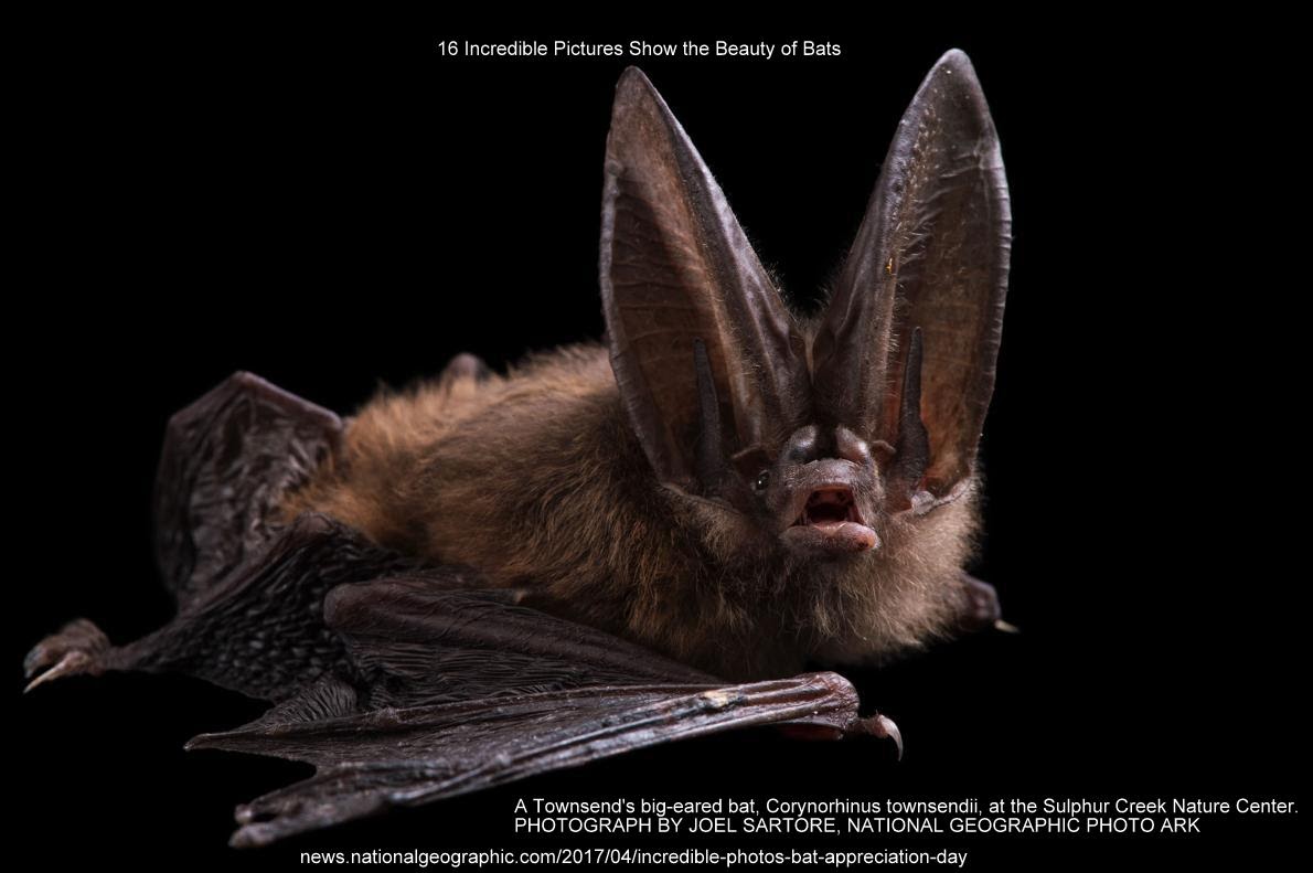 16 Incredible Pictures Show the Beauty of Bats