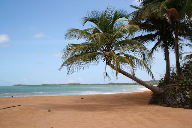 اأكبر موسوععةةة لصور الطبيعةة الخلابهه  Puerto-rico-barge-berman-palm-trees-tropical-beach-san-miguel-natural-reserve_noaa
