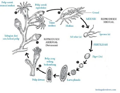 Pertunasan Coelenterata - berbagaireviews.com