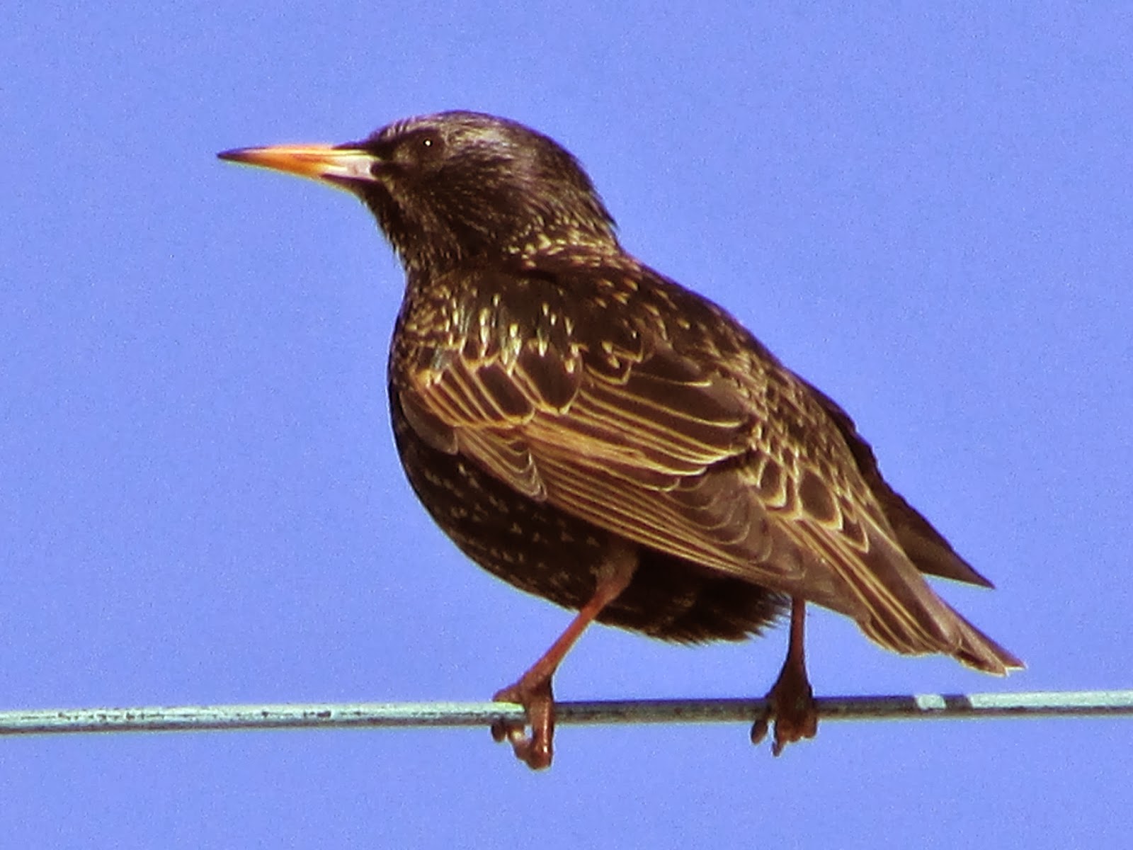 Long Island Birding Great Backyard Bird Count