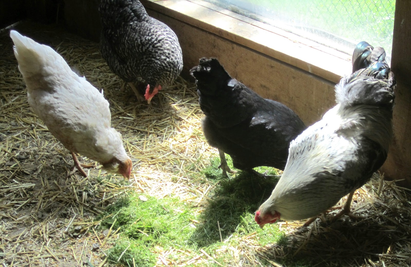 JD Christieview Farm Should chickens eat grass clippings?