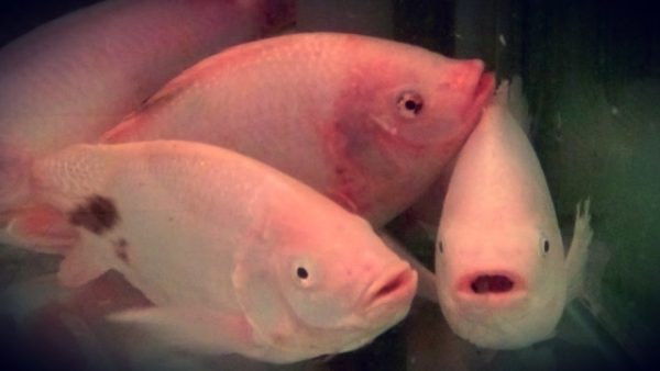 Budidaya ikan nila Budidaya ikan nila