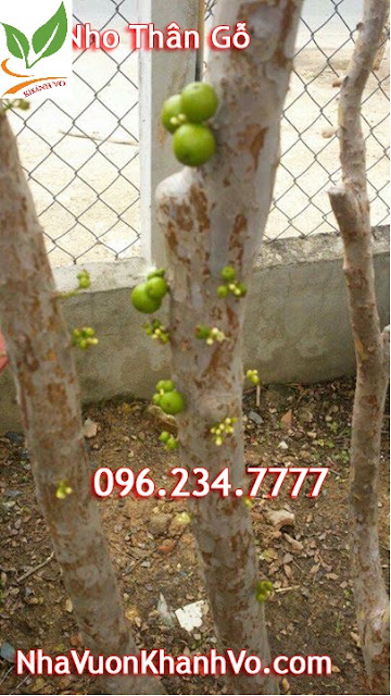 cay-nho-than-go-lau-nam-gia-re-dep-co-trai-tphcm.jpg