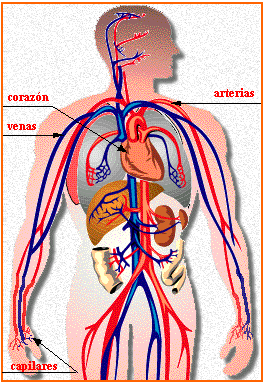 El Cuerpo Humano El Aparato Circulatorio Y Sus Partes Principales