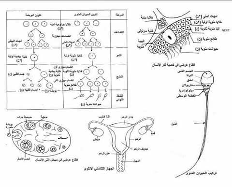 رسومات ومسائل الاحياء المهمة لامتحان الثانوية العامة 19029652_1887094228231198_8057280734338578004_n