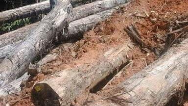 Dugaan Illegal Logging Memprihatinkan, Pemkab Bima Diminta Turun Tangan