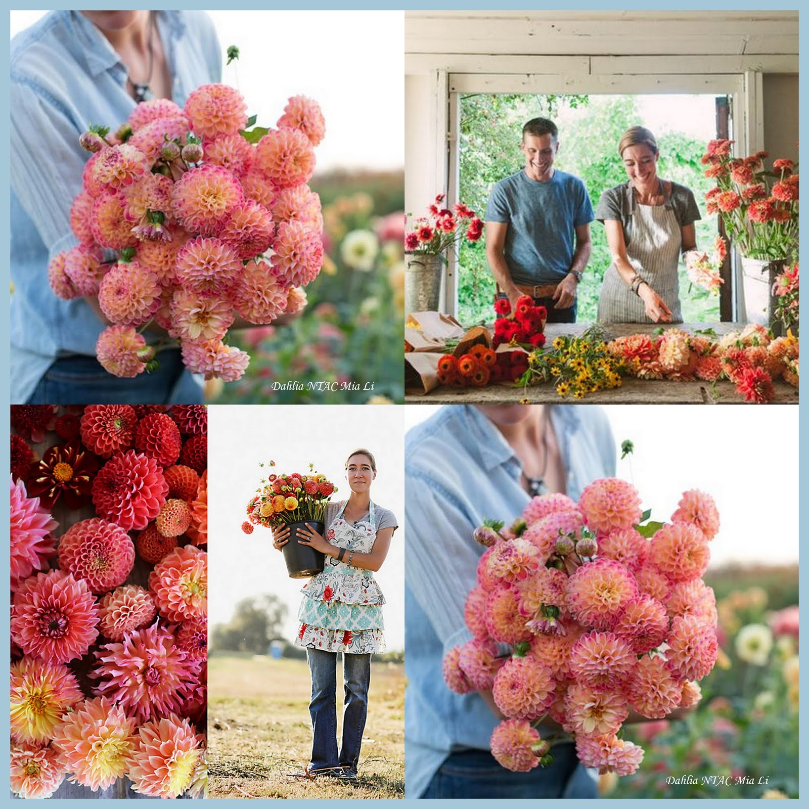 marieke nolsen Floret Flower /FarmerFlorist Collectief