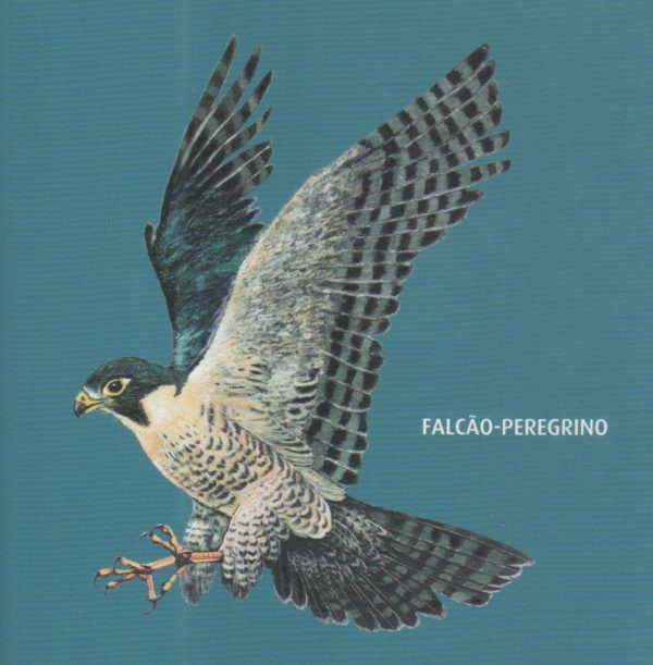 falcÃo peregrino a ave mais veloz do mundo peixes e aves