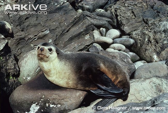 Subantarctic fur seal