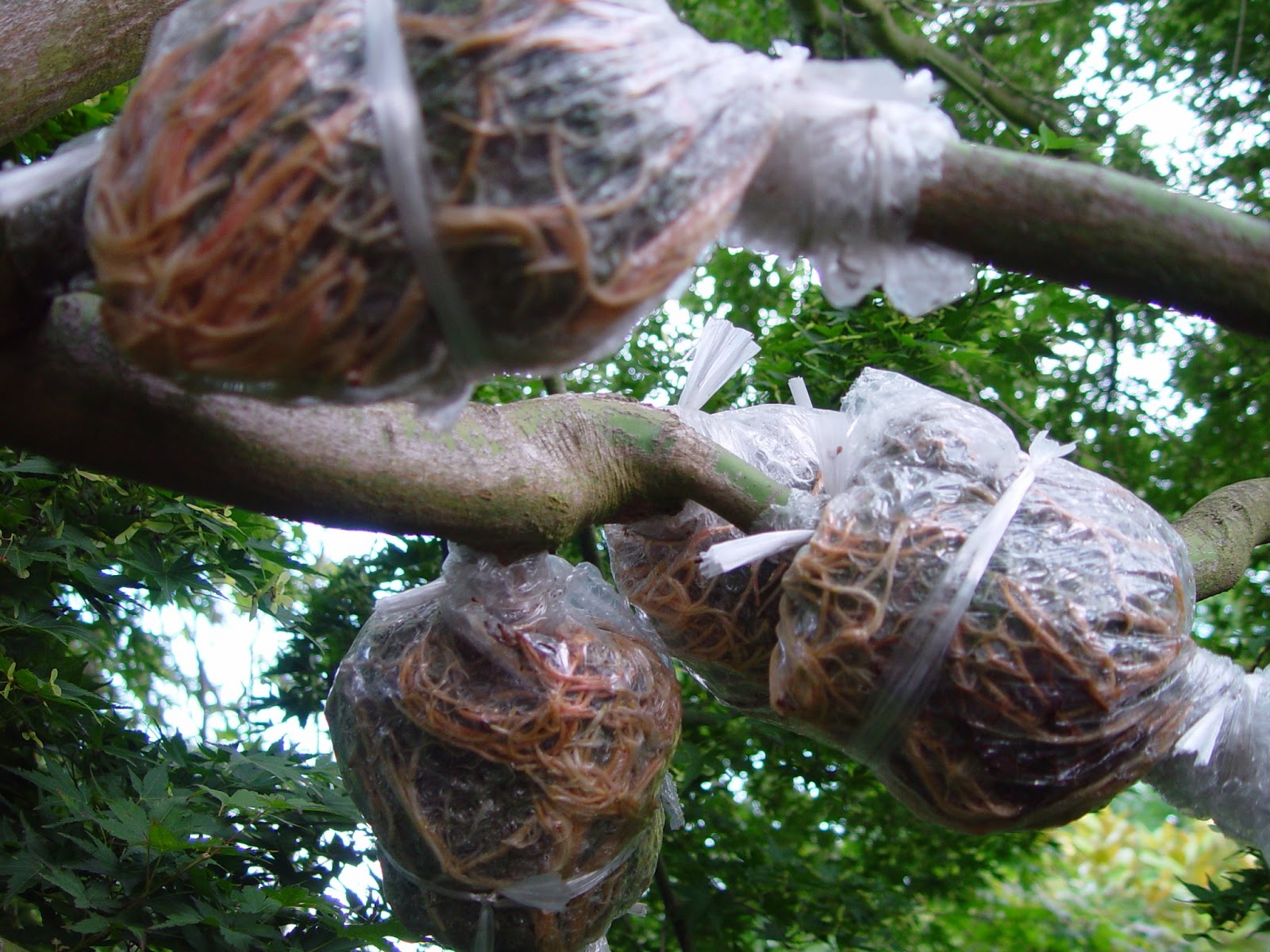 WHAT IS AIR LAYERING? The Garden of Eaden