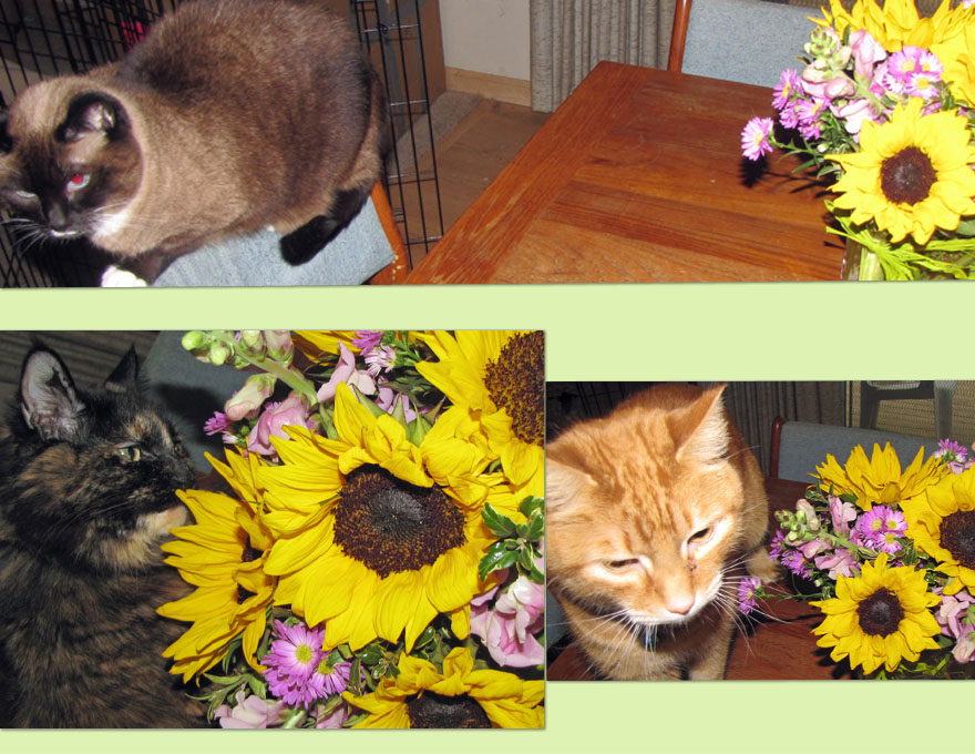 Lilacs & Cats Sunflowers and Cats