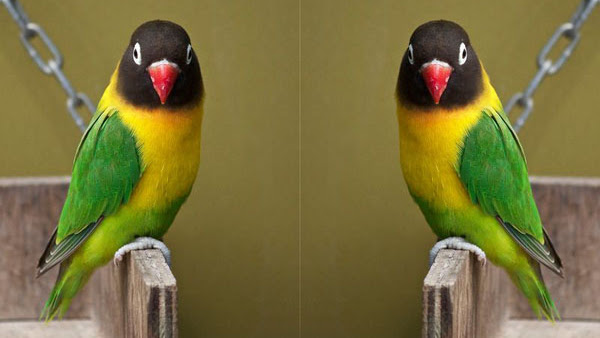 Harga Burung Lovebird Olive Terbaru 2018