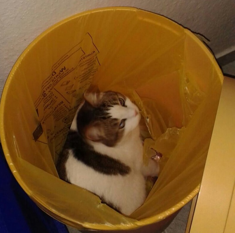 Allgemein Seite 3 Schwarz Auf Weiss Der Etwas Andere Katzenblog