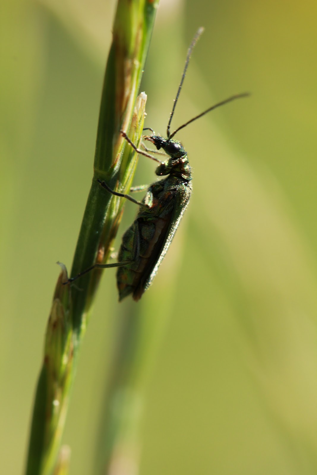 A Blog of all things Kathy: Less dirty insects