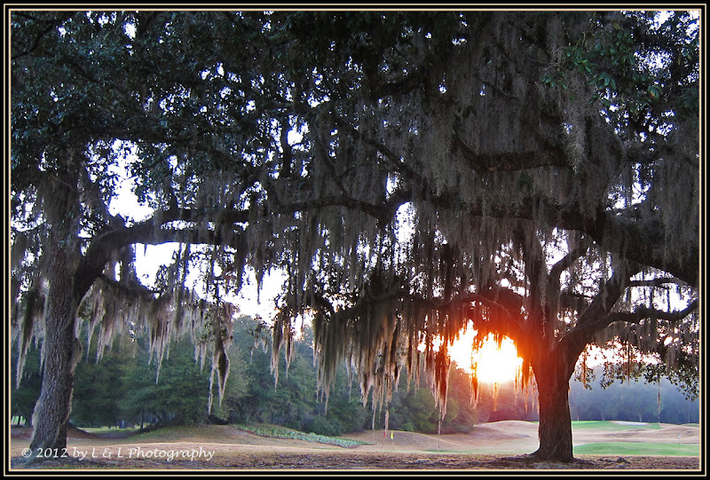 Ocala, Central Florida & Beyond Scenes from the Preserve at Spruce