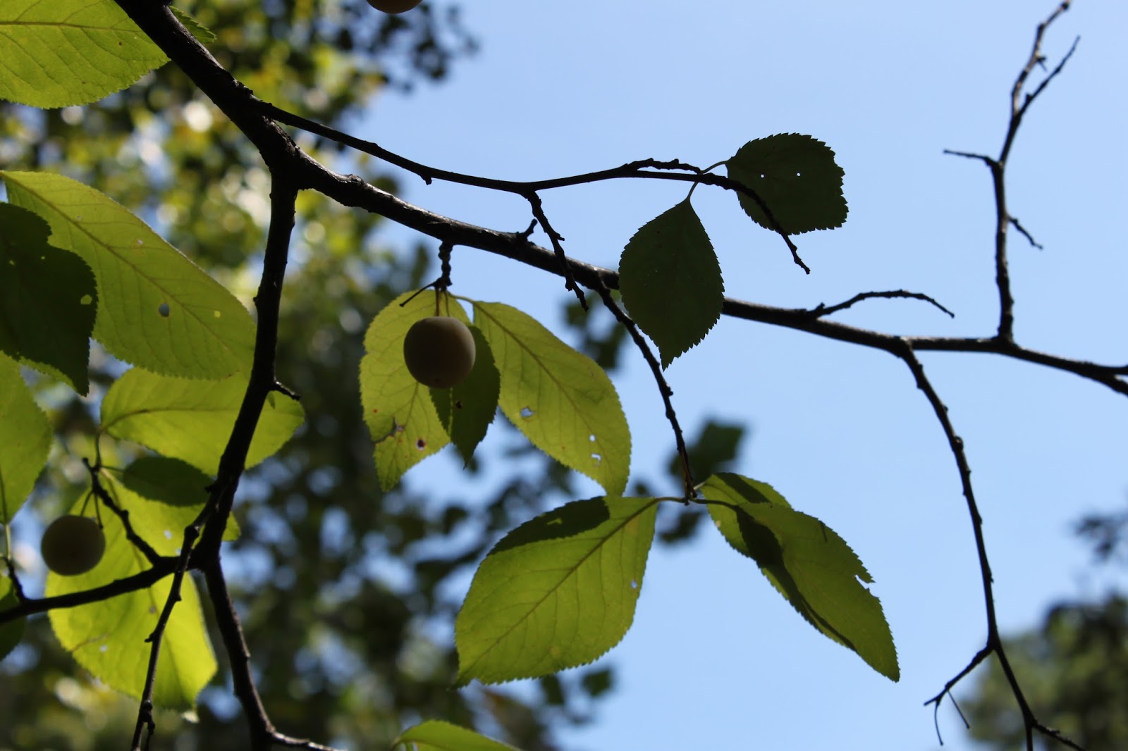 Centenary College Arboretum Tree of the Week Mexican Plum (Prunus