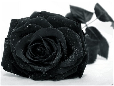 All Colors of Rose is here.......: Black Rose