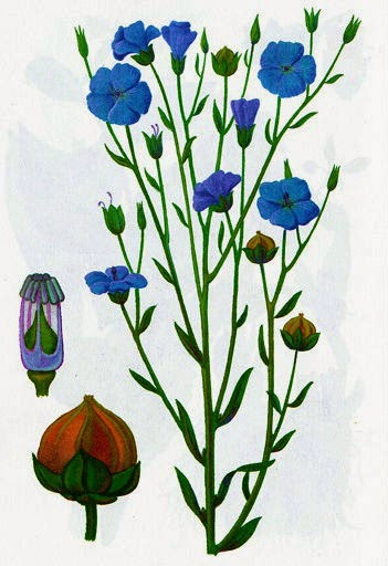 LINO (Linum usitatissimum) 1 Bosques Mediterráneo