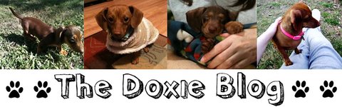 The Doxie Blog