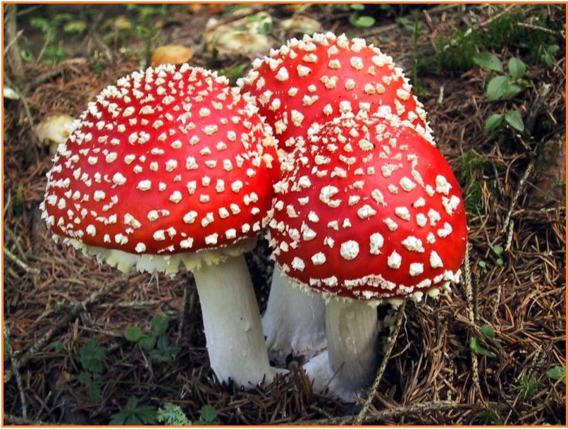 Jenis jamur yang digunakan dalam fermentasi pembuatan oncom merah adalah