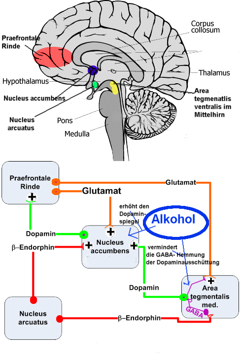 Wirkung Von Alkohol Auf Das Nervensystem Eggetsberger-Info, Blogger, Blog: Die Forschung entdeckt: Wie Alkohol
