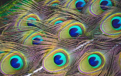peacock feathers widescreen hd wallpaper