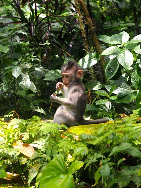 Monkey Forest, Ubud, Bali, Indonesia