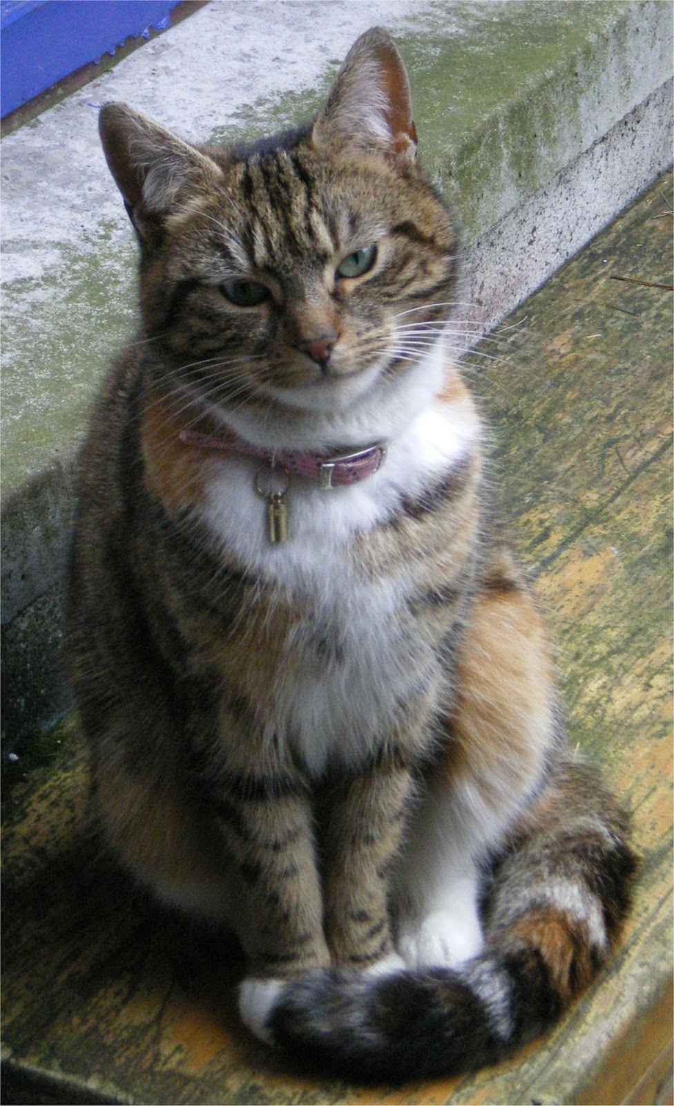 Lancaster & Morecambe Pet Search Found Animals