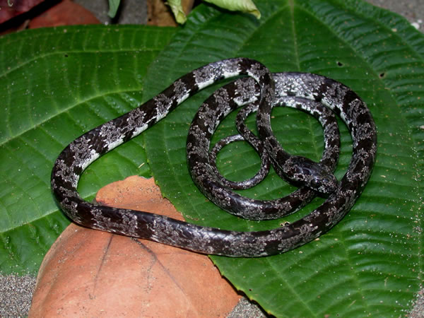 Ofidico Sibon Nebulatus