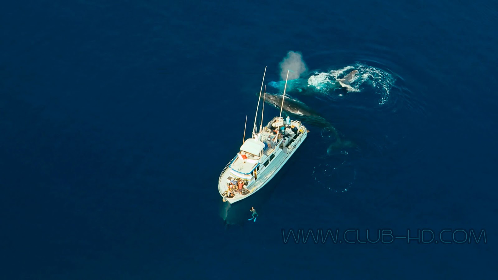 Humpback-Whales-CAPTURA-13.jpg