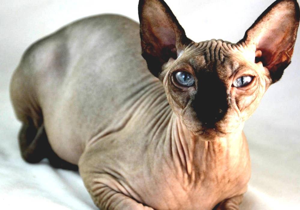 Cat Typical Cat Lifespan