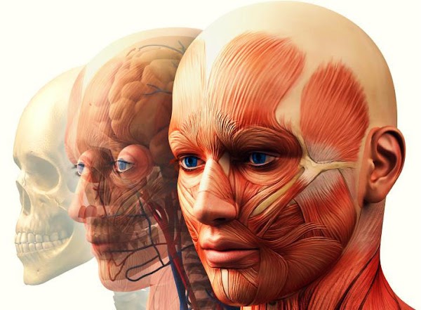 25 Libros de Anatomía para estudiantes 25 Libros de Anatomía para estudiantes