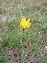 Tulipan