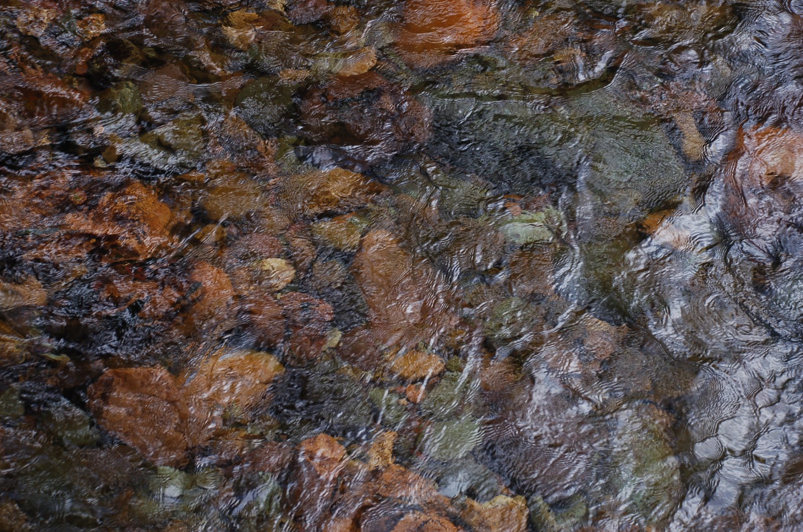 Discovering nature quotes picture