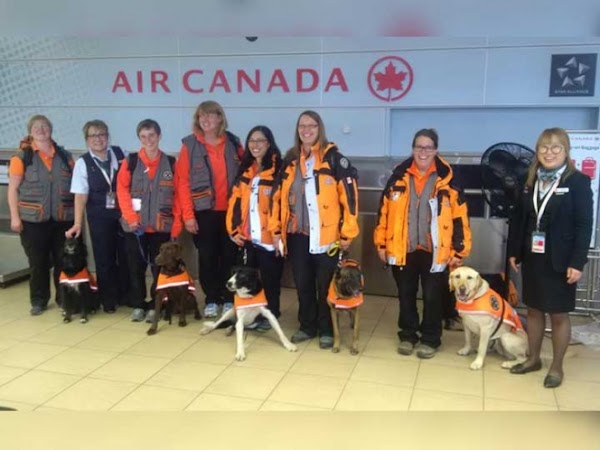 Perros canadienses se suman a búsqueda y rescate en CDMX (VIDEO) Perros canadienses se suman a búsqueda y rescate en CDMX (VIDEO)