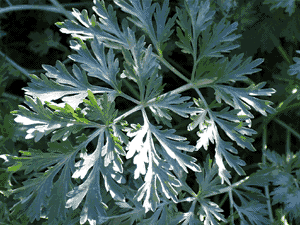 Las Mejores Plantas Medicinales