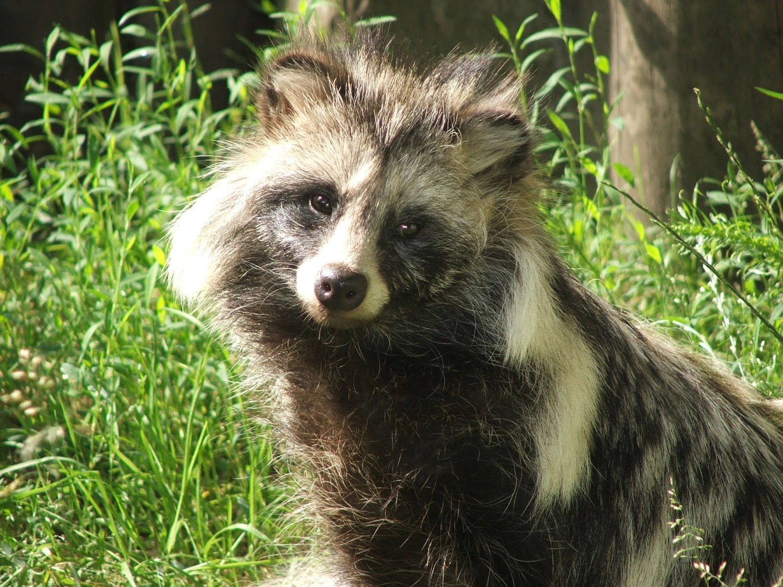 Raccoon dog at home: photo and description, food and habits 15 Raccoon dog at home: photo and description, food and habits 11