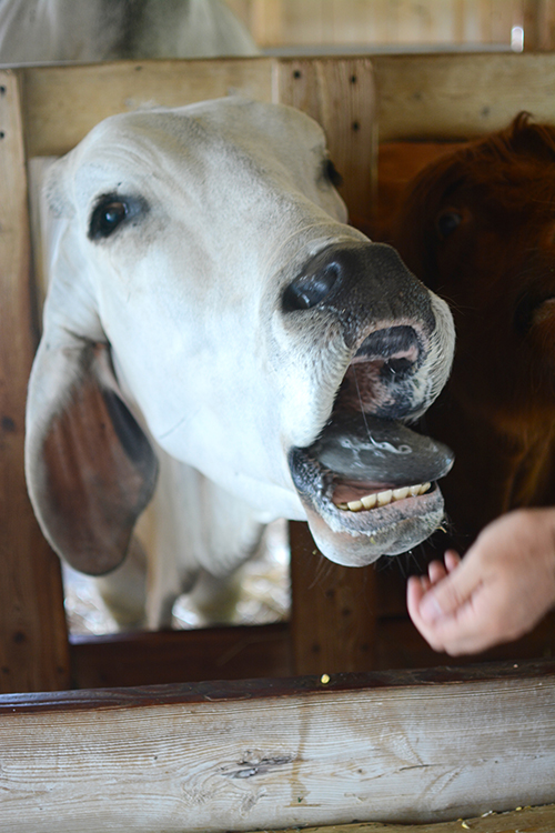 The Farm, Door County | My Darling Days The Farm, Door County | My Darling Days