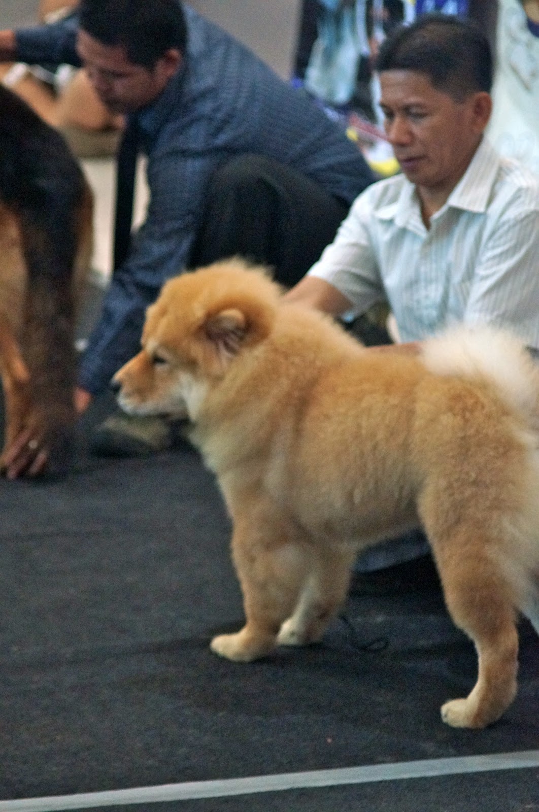 Carlo Andrew's Photos Cebu Dog Fest and Dog Show at Parkmall
