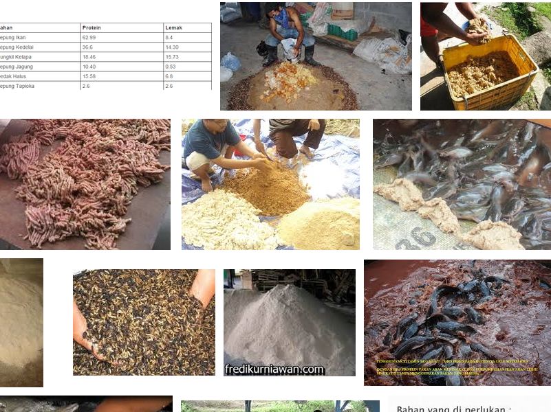 cara membuat pakan lele dari dedak padi halus dan kasar cara membuat pakan lele dari dedak padi halus dan kasar