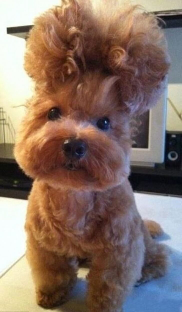 The New Trend Of Artistic Pet Haircuts And Grooming Is Seriously Confusing Us