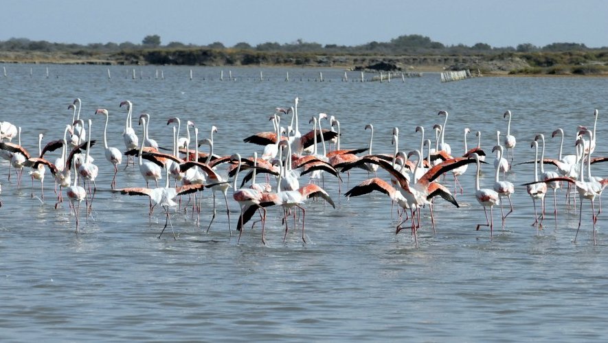 Les réserves de Camargue